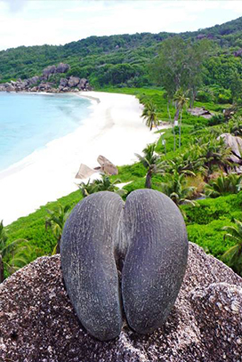 seychelles